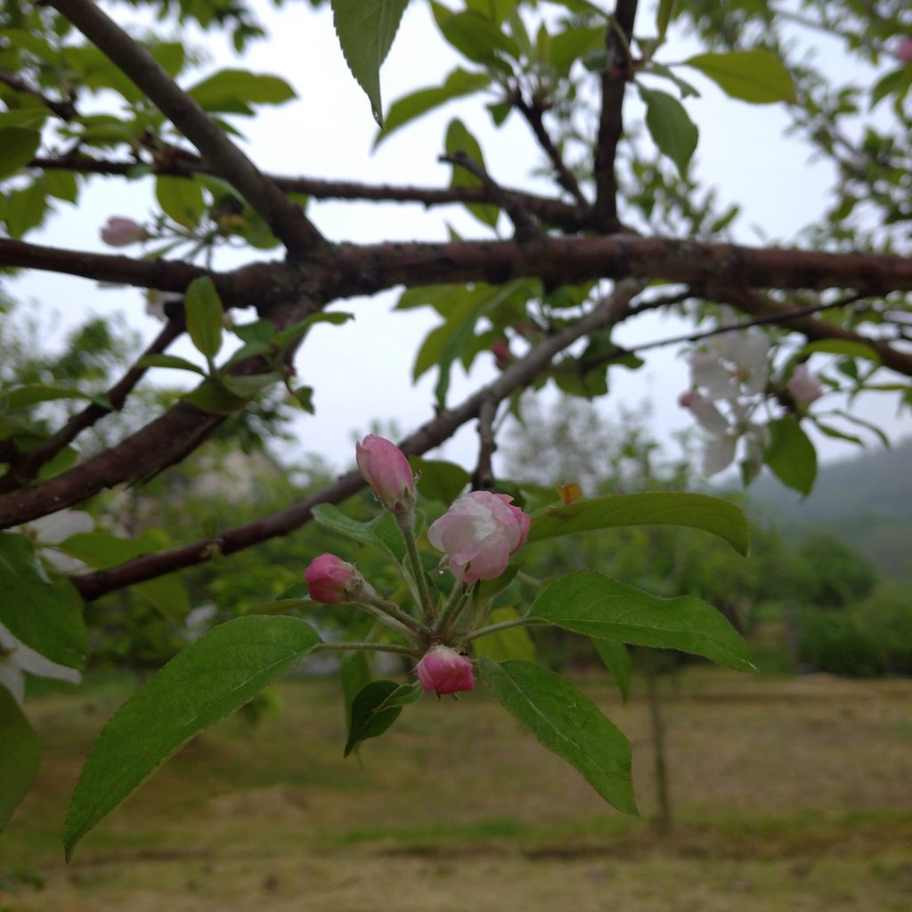 Pembe elma çiçeği