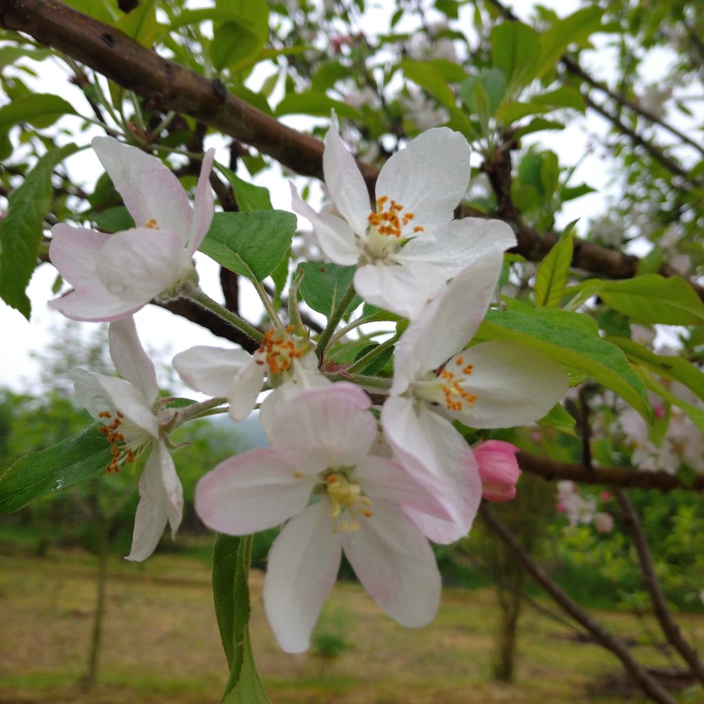 8 li elma çiçekleri