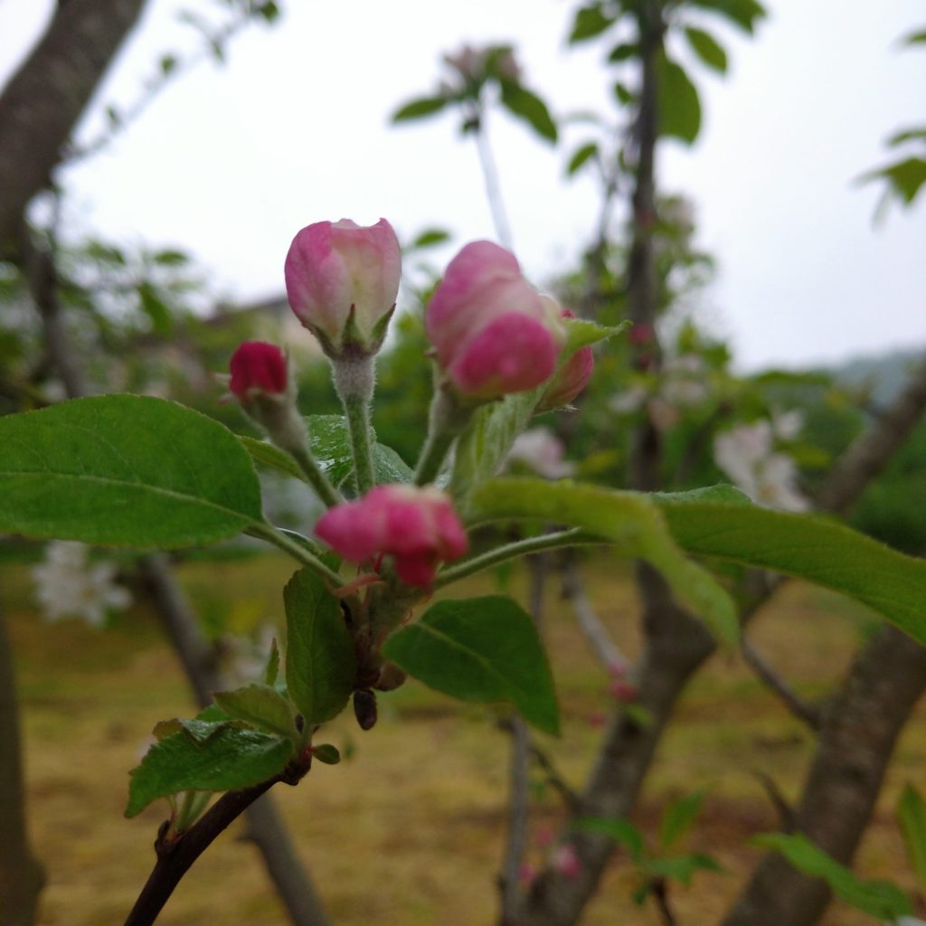 Koyu pembe elma çiçekleri