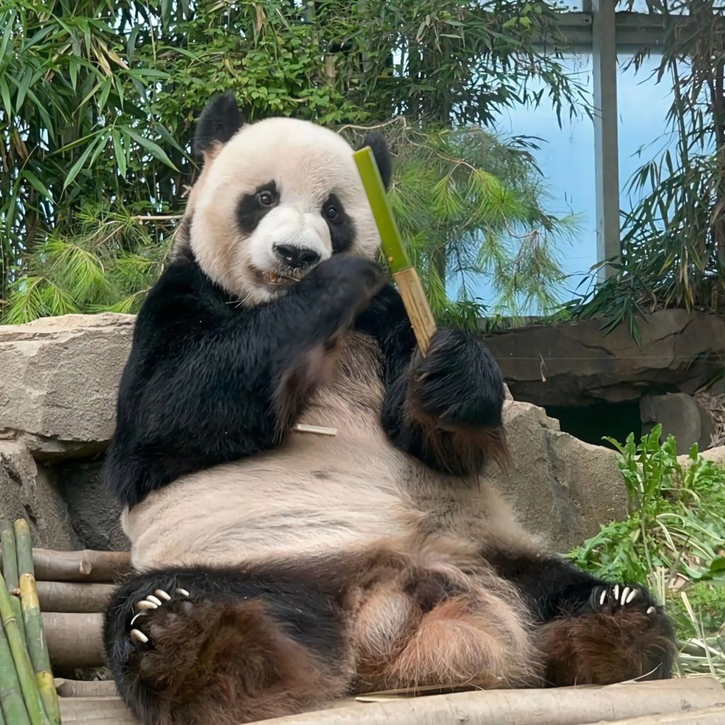 yiyeceği bambuyu inceleyen panda