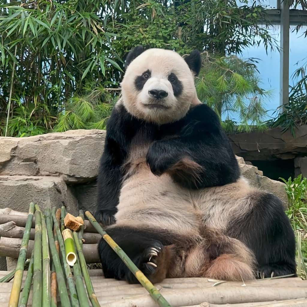 bambularla poz veren panda