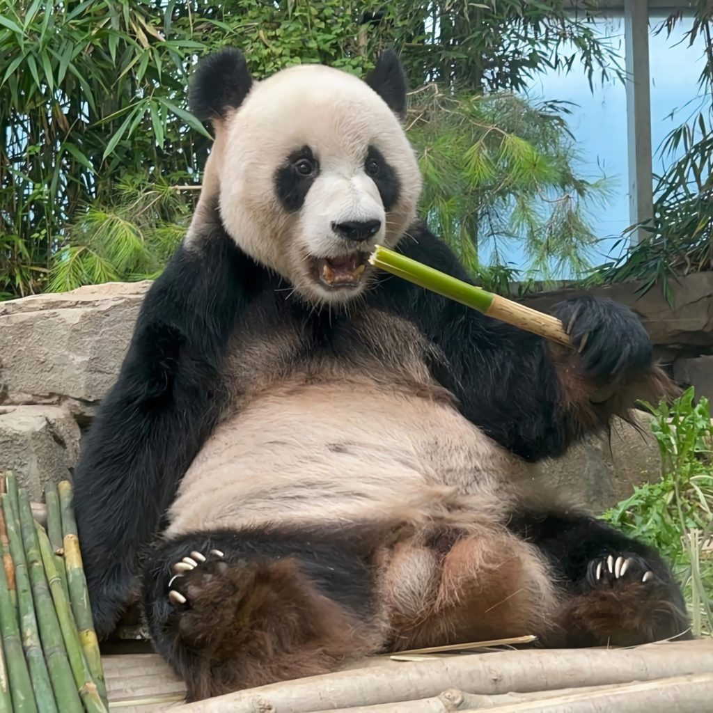 bambu yiyen panda