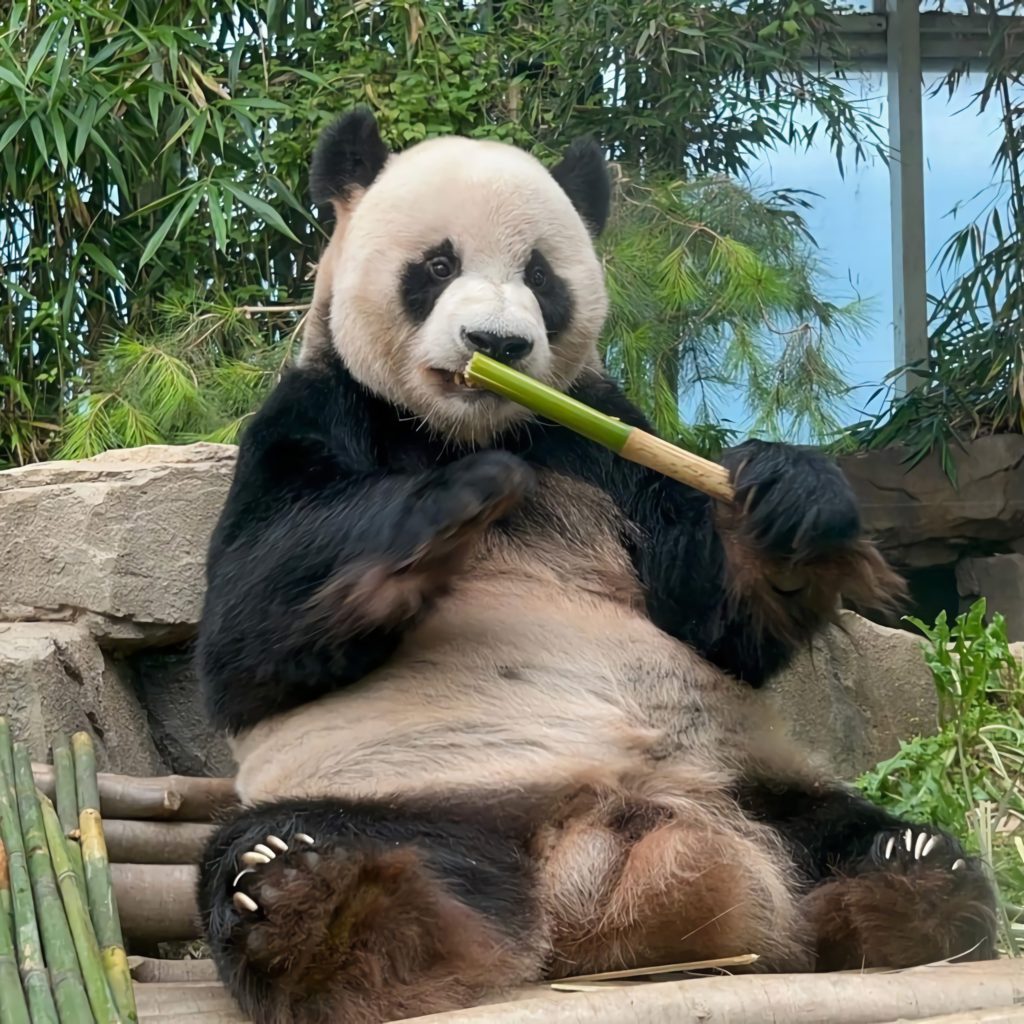 oturarak bambu yiyen panda