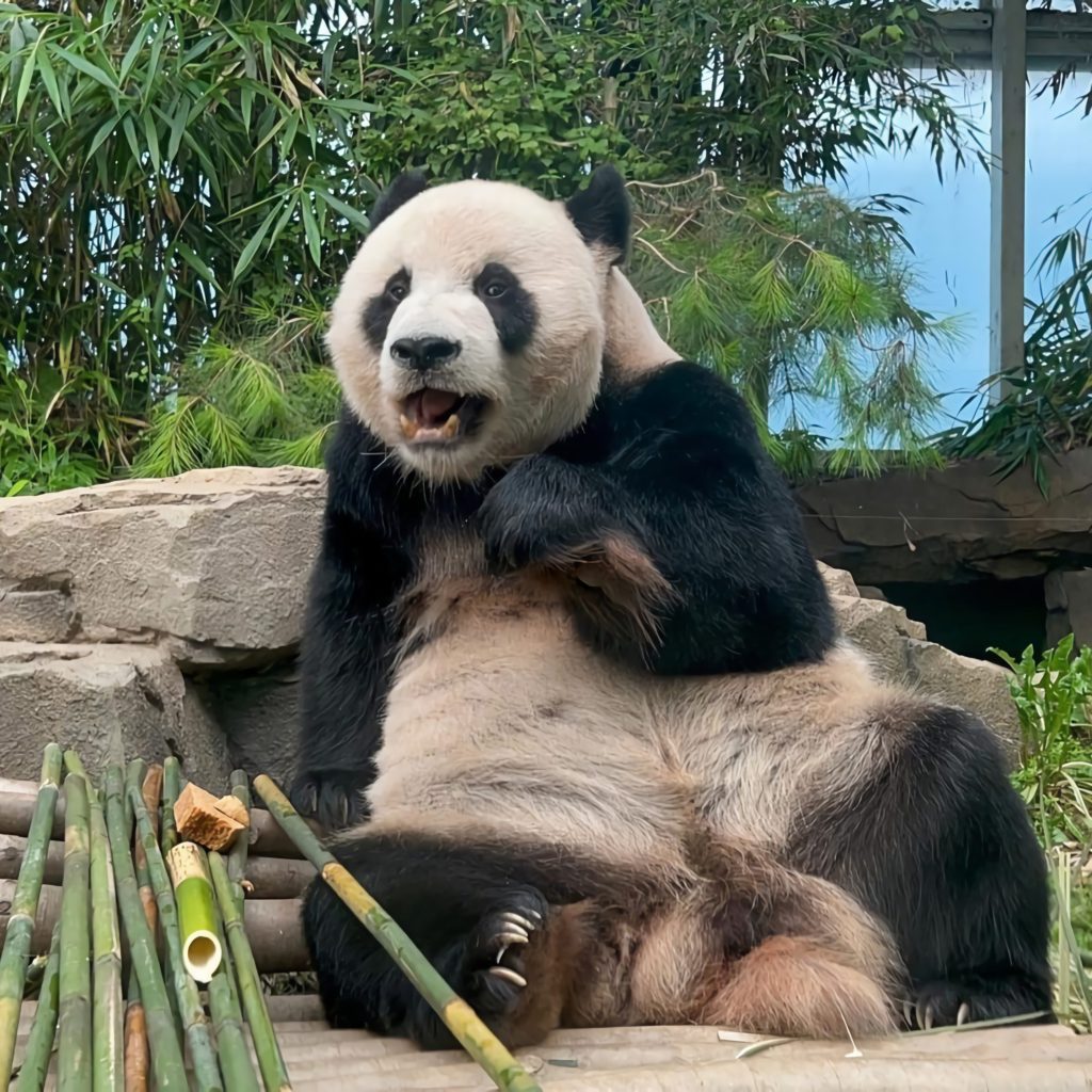 bambu seven panda