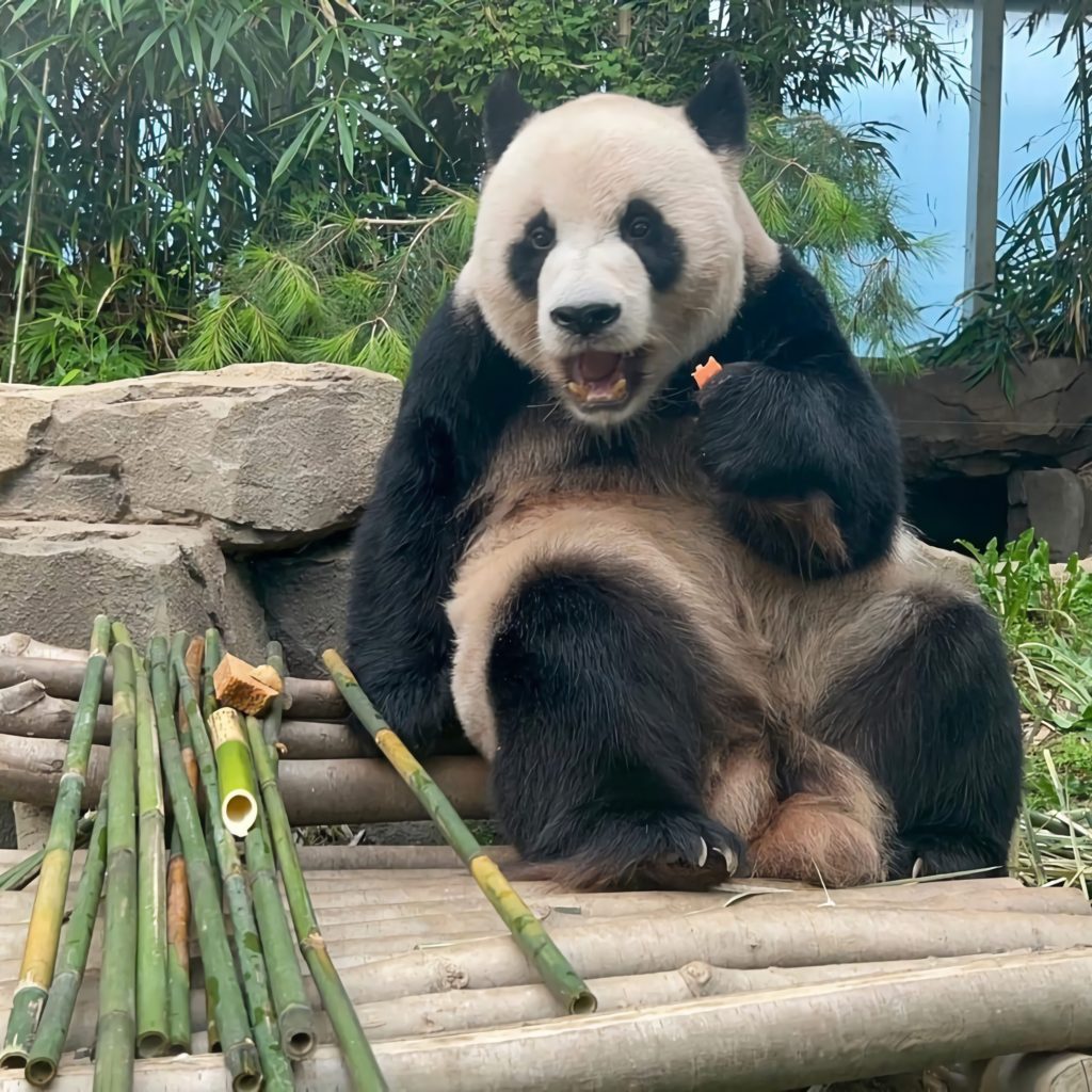 arada kraker yiyen panda