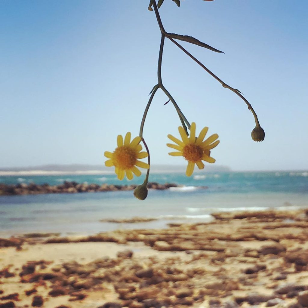 plajda sarı papatya resmi