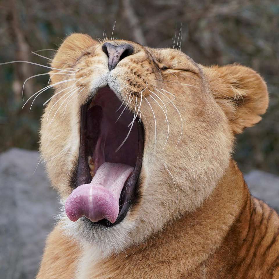 aslan esnemesi